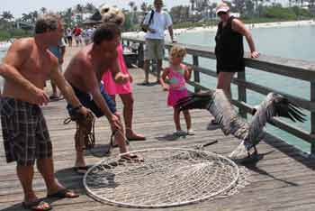 Pelican with wide wing spread after release