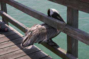 Pelican sitting on the rail taking a brake after rescue