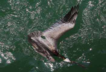 Pelican fighting against hook