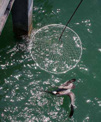 Ring Net lowering into water