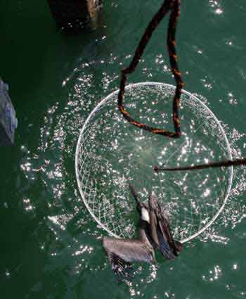 Pelican getting into ring net