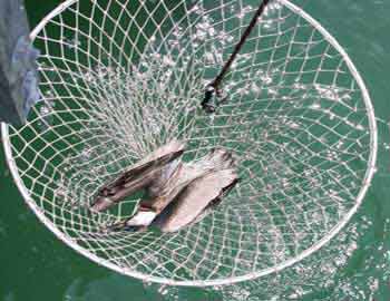 Pelican being brought up in net