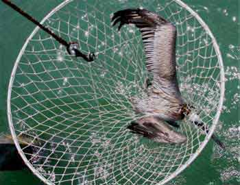 Pelican in net with beak through holes