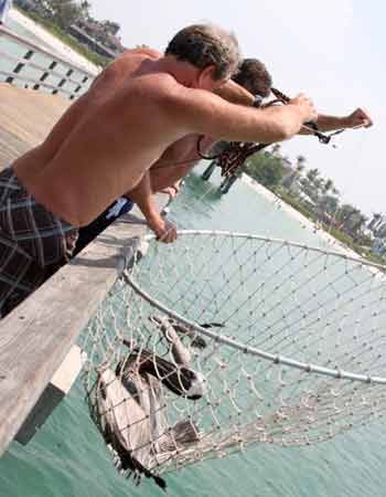 Pelican being lifted by two men