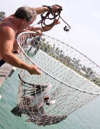 Ring net coming over railing