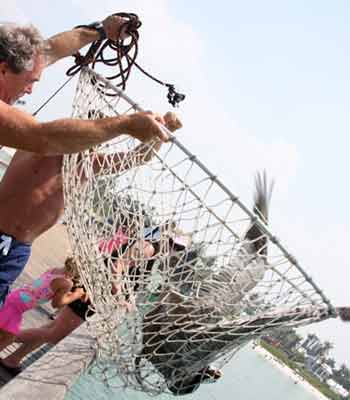 Pelican trying to get out of the net