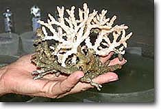 Oculina Coral, Ivory Tree coral
