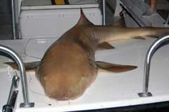 Shark on bow of boat