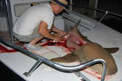 Long view of the half the sharks body filleted away from the middle