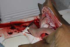 Image showing the liver falling out of the half cut open shark with a knife on the liver