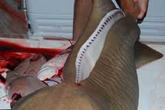 Slice all the way down spine revealing white meat and a redish collor spotted spine