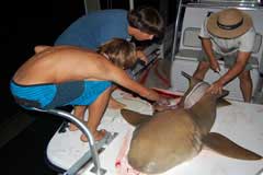 Picture of the kids looking over the cut fish