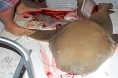Picture of the kids feet on the sharks fin and the body now cut both sides