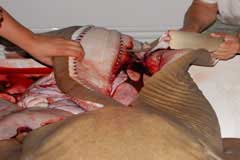 Image showing the right side now comming off the carcus