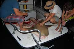 Long view of the shark with both sides gone and 3 guy observing their handywork