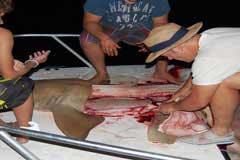 Showing last fillet coming off