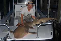 Nurse Shark caught off Naples