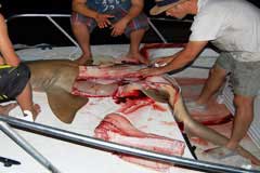 Closeup showing fillet taken out of the carcass