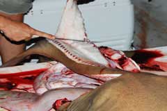 Showing fillet being cut away from the rib cage