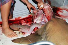 Closeup of a kid cutting off a fillet