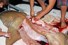 Head of shark and body now with only the organs left