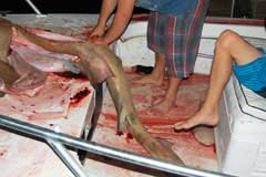 Image of the bloody decks and one kid with his feet up