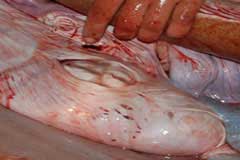 Closeup of the stomach just cut open with 4 golf ball sized white balls on top