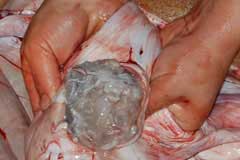 Closeup of blue colored stomach contents