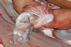 Close up of the guts being squeezed out