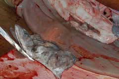 A mackerel pops out of the stomach