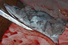 Closeup of the partial markerel