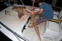 View of kid with a knife looking to cut the sharks tail