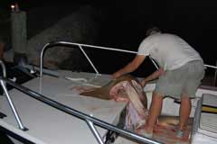 Image of angler picking up the carcas