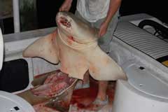 Man holding the sharks top body