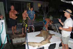 Shark on bow of boat with people coming to watch