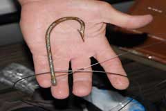 Hook in hand used to catch this shark