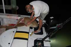 Pulling shark up to edge of transom