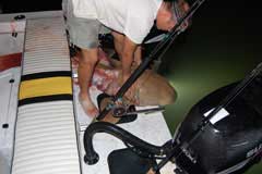 Fish at edge of transom with light showing form bottom of boat