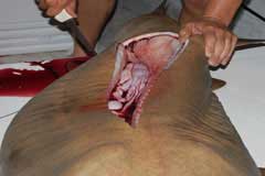 After first cut the insides are revealed