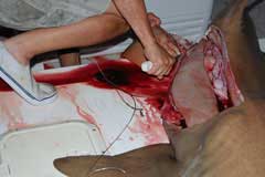 Cuts all the way back to the tail revealing the liver
