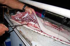 Shark fillet now cut open in half