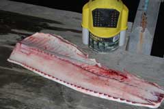 Whole shark fillet showing size next to a bait bucket; it is about 3 feet long
