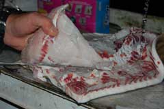 Closeup of the fillet showing white meat and how thick it is