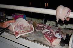 Cleaning table full of shark fillets