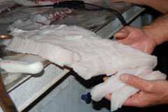 Large white shark fillet with 2 fillets cut ready for bagging