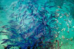 School of bait fish in water