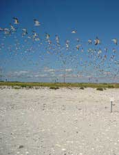 Birds in flight over a beach where they stop during migration to breed and feed