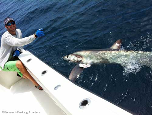 man holding shark in the water, a bigeye thresher shark showing its big eyes