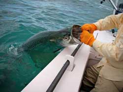 Tarpon at side of the boat