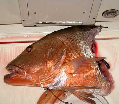 A Shark devoured the body of a cubera snapper as they were reeling it in, the had was all that was left